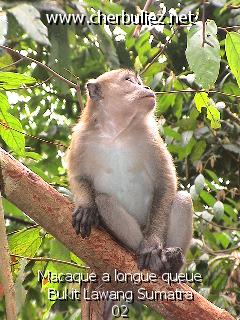 légende: Macaque a longue queue Bukit Lawang Sumatra 02
qualityCode=raw
sizeCode=half

Données de l'image originale:
Taille originale: 189729 bytes
Temps d'exposition: 1/60 s
Diaph: f/240/100
Heure de prise de vue: 2002:09:27 10:02:03
Flash: oui
Focale: 178/10 mm
